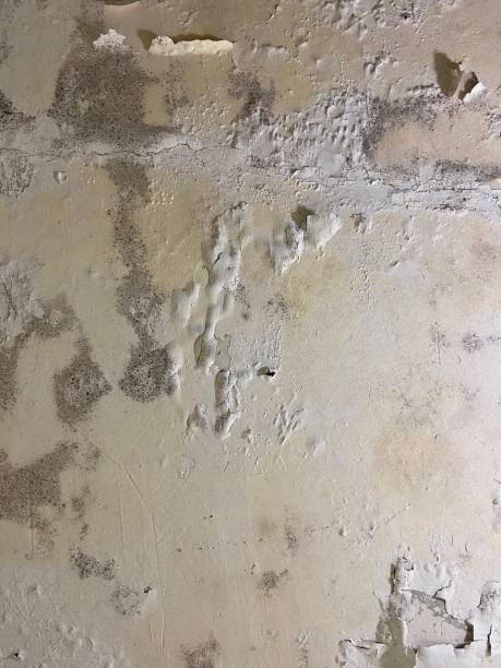 Best Residential Mold Remediation in Fort Oglethorpe, GA