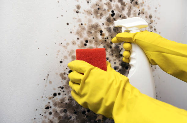 Best Attic Mold Remediation in Fort Oglethorpe, GA