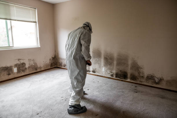 Best DIY Mold Remediation Support Services in Fort Oglethorpe, GA